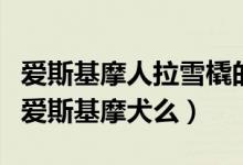 爱斯基摩人拉雪橇的狗叫什么（雪橇犬学名是爱斯基摩犬么）