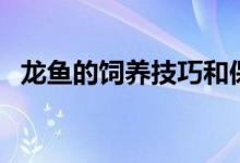 龙鱼的饲养技巧和保健（龙鱼的饲养方法）