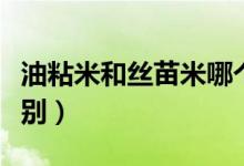 油粘米和丝苗米哪个软（油粘米和丝苗米的区别）
