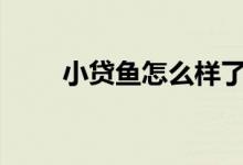 小贷鱼怎么样了（小贷鱼借款app）