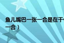 鱼儿嘴巴一张一合是在干什么（鱼儿的嘴巴为什么总是一张一合）