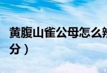 黄腹山雀公母怎么辨别（黄腹山雀公母怎样区分）