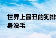 世界上最丑的狗排名——查看：歪嘴斜眼浑身没毛