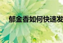 郁金香如何快速发芽（郁金香如何养护）