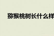 猕猴桃树长什么样（猕猴桃树长什么样）