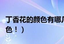 丁香花的颜色有哪几种（丁香花的花有几种颜色！）
