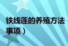 铁线莲的养殖方法（铁线莲的繁殖方法和注意事项）