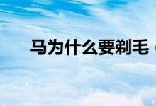 马为什么要剃毛（马为什么要修蹄子）