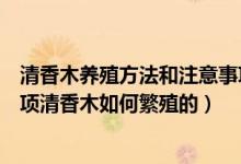 清香木养殖方法和注意事项盆栽（青香木养殖方法及注意事项清香木如何繁殖的）