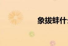  象拔蚌什么地方不能吃 