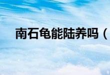 南石龟能陆养吗（南石龟可以深水养吗）