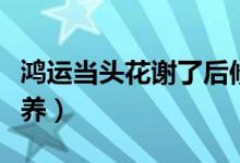 鸿运当头花谢了后修剪方法（鸿运当头花怎么养）