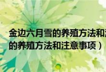 金边六月雪的养殖方法和注意事项怎么不开花（金边六月雪的养殖方法和注意事项）