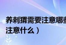 养刺猬需要注意哪些（怎么饲养刺猬养刺猬要注意什么）