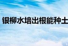 银柳水培出根能种土里吗（银柳水培怎么养）