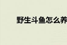 野生斗鱼怎么养（野生斗鱼怎么养）