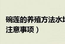 碗莲的养殖方法水培（水培碗莲的种植方法和注意事项）