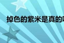  掉色的紫米是真的吗 紫米掉色是真紫米吗 