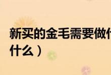 新买的金毛需要做什么（买金毛犬前需要准备什么）