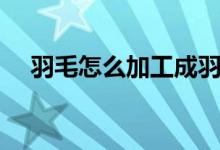 羽毛怎么加工成羽绒（羽毛怎么加点啊）