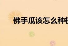 佛手瓜该怎么种植（佛手瓜该怎么吃）