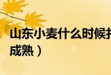 山东小麦什么时候打农药（山东小麦什么时候成熟）