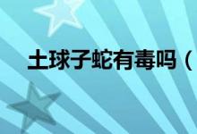 土球子蛇有毒吗（土球子蛇的毒性大吗）