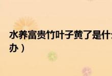 水养富贵竹叶子黄了是什么原因（水养富贵竹叶子黄了怎么办）