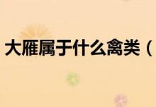 大雁属于什么禽类（大雁属于鸟类还是禽类）
