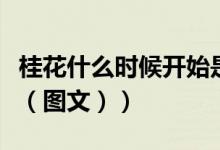 桂花什么时候开始是金色（桂花什么时候开放（图文））