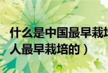 什么是中国最早栽培的作物（哪些作物是中国人最早栽培的）