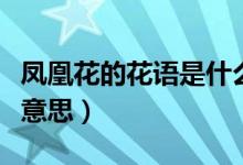 凤凰花的花语是什么呢（凤凰花的花语是什么意思）