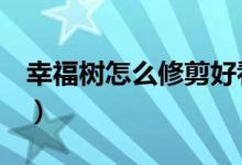 幸福树怎么修剪好看（幸福树怎么养（图文））