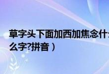 草字头下面加西加焦念什么（草字头下面加西再加个焦是什么字?拼音）