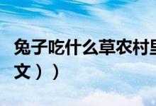 兔子吃什么草农村里常见的（兔子吃什么（图文））