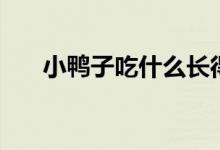 小鸭子吃什么长得快（小鸭子吃什么）