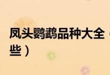 凤头鹦鹉品种大全（凤头鹦鹉的代表种类有哪些）