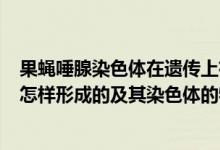 果蝇唾腺染色体在遗传上有哪些应用（1.果蝇唾液染色体的怎样形成的及其染色体的特点是什么?）