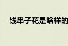 钱串子花是啥样的（钱串子花是什么花）