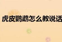 虎皮鹦鹉怎么教说话（虎皮鹦鹉怎么分公母）