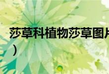莎草科植物莎草图片大全（莎草科植物有哪些）