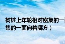 树桩上年轮相对密集的一面向着什么方向（树桩上年轮较密集的一面向着哪方）