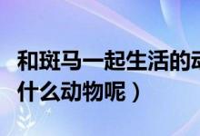 和斑马一起生活的动物（老虎和斑马交配会是什么动物呢）