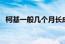 柯基一般几个月长成（柯基一般几天断尾）