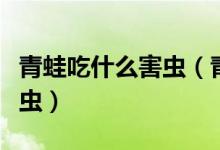 青蛙吃什么害虫（青蛙吃害虫还是癞蛤蟆吃害虫）