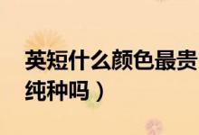 英短什么颜色最贵 丁香（英短丁香色一般是纯种吗）