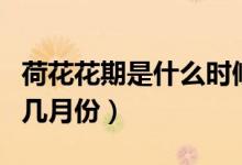 荷花花期是什么时候（荷花的花期是几月份到几月份）