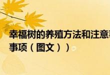 幸福树的养殖方法和注意事项图（幸福树的养殖方法和注意事项（图文））