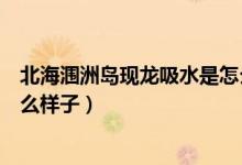 北海涠洲岛现龙吸水是怎么回事（北海涠洲岛现龙吸水长什么样子）