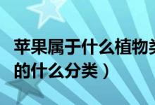 苹果属于什么植物类型（谁知道苹果属于植物的什么分类）